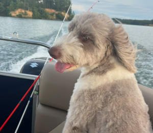 Jonathan aussiedoodle